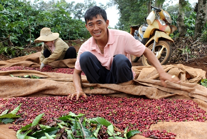 Giá cà phê hôm nay 23/5: Tiếp tục tăng mạnh