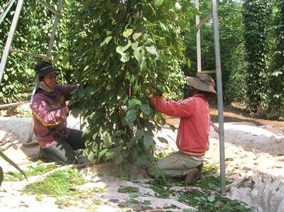 Giá tiêu hôm nay 23/5: Sản lượng giảm, giá tiêu tăng liên tiếp