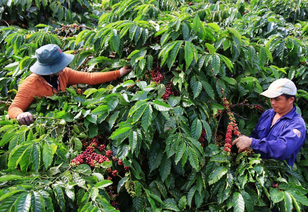 Giá cà phê hôm nay 25/5: Mức cao nhất là 31.800 đồng/kg