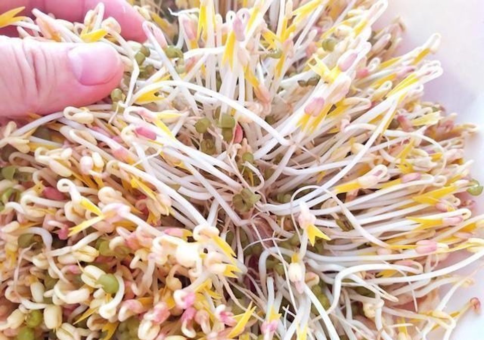 Cách phân biệt giá đỗ sạch với giá đỗ ngâm hóa chất