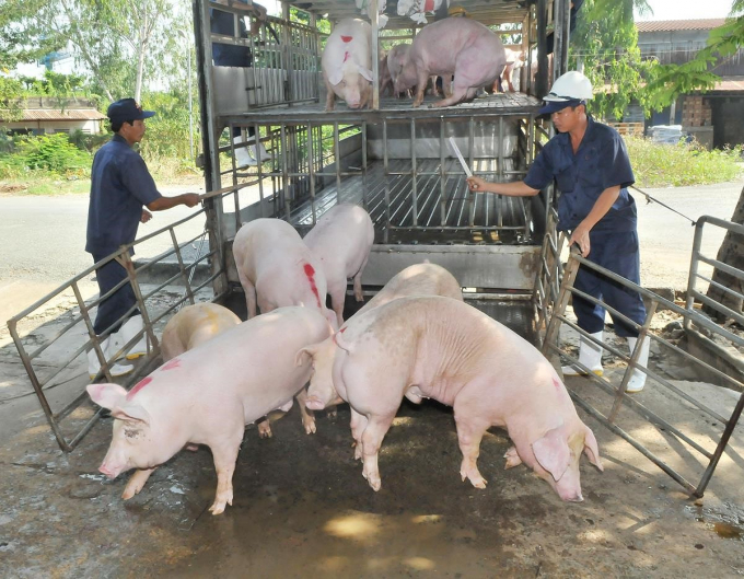 Giá heo hơi hôm nay 29/5: Phó chủ tịch Hiệp hội chăn nuôi cho rằng "nên để giá heo vận hành theo cơ chế thị trường"