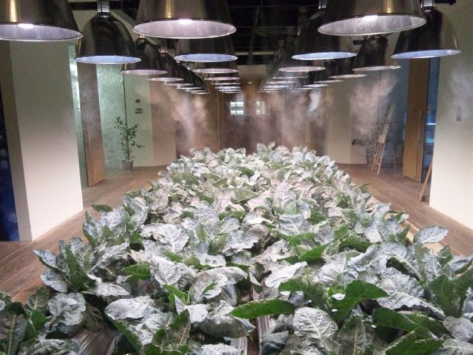 Độc đáo với ngôi nhà trồng rau, trồng lúa ở Nhật Bản