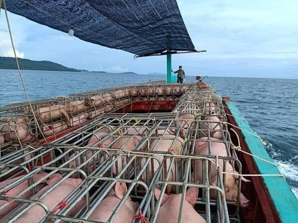 Giá heo hơi hôm nay 6/6: Cả 3 miền đều giảm vì heo sống ùn ùn nhập lậu vào Việt Nam
