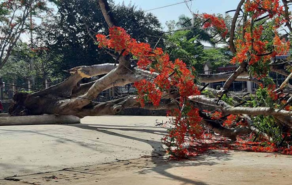 Trường học nào ở TP Hồ Chí Minh có cây xanh nguy hiểm cần đốn hạ?