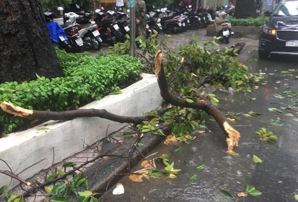 TP Hồ Chí Minh: Mưa giông khiến cây xanh ngã đổ, đè gãy tay người đi đường