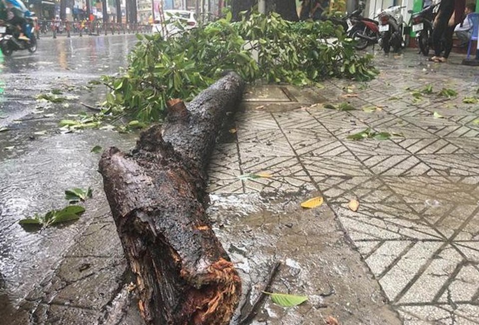 TP Hồ Chí Minh: Mưa giông khiến cây xanh ngã đổ, đè gãy tay người đi đường