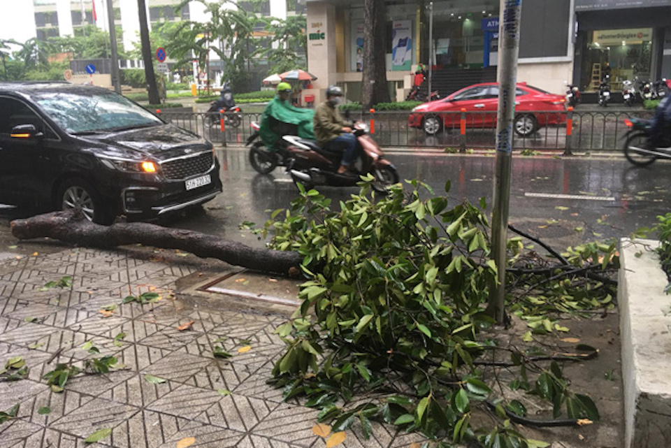 TP Hồ Chí Minh: Mưa giông khiến cây xanh ngã đổ, đè gãy tay người đi đường