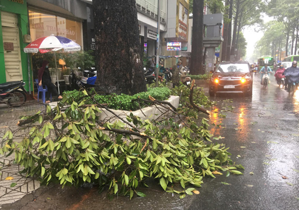 TP Hồ Chí Minh: Mưa giông khiến cây xanh ngã đổ, đè gãy tay người đi đường