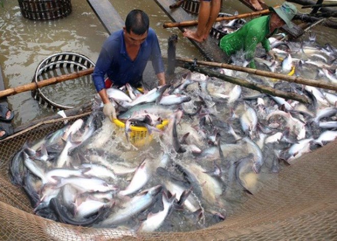 Tiêu dùng trong tuần: Giá vàng, xăng dầu tăng mạnh; trong khi giá trái cây và thực phẩm đều giảm