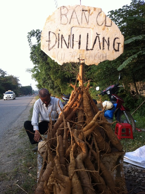 Mẹo phân biệt củ đinh lăng thật giả