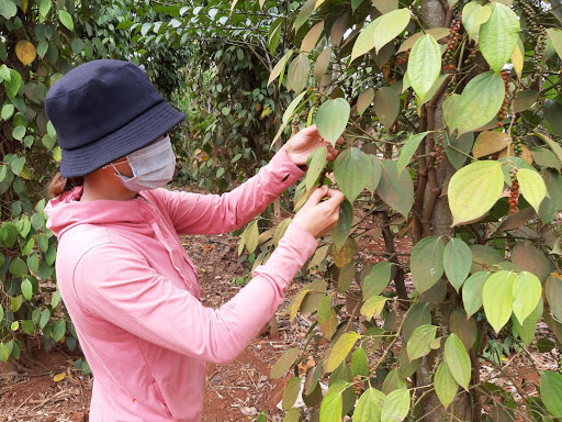 Giá tiêu hôm nay 25/6: Hỗ trợ 28 tỷ đồng cho người trồng tiêu