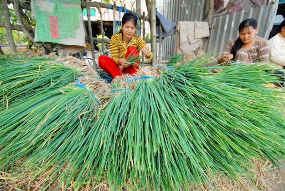 TP Hồ Chí Minh: Hành lá tăng giá gấp đôi 80.000 đồng/kg