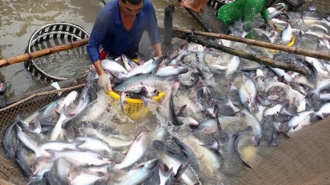 Tiêu dùng trong tuần: Giá vàng cùng trái cây tăng mạnh, trong khi hải sản rớt giá thê thảm