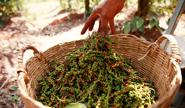 Giá tiêu hôm nay 19/8: Tăng 500 đồng/kg