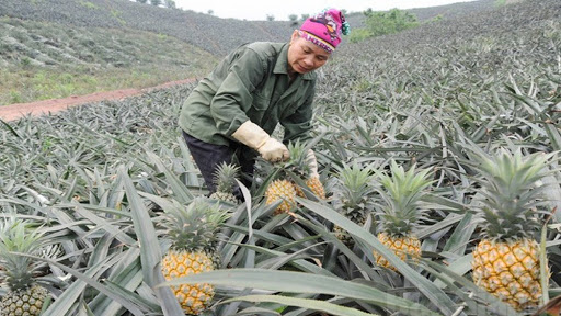 Tiêu dùng trong tuần: Giá vàng, xăng, trái cây, rau xanh đồng loạt tăng mạnh