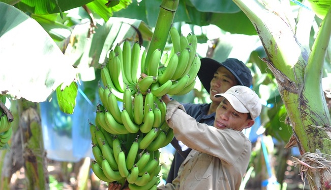 Tiêu dùng trong tuần: Giá vàng, thịt heo giảm mạnh; trong khi giá rau xanh và trái cây tăng vọt