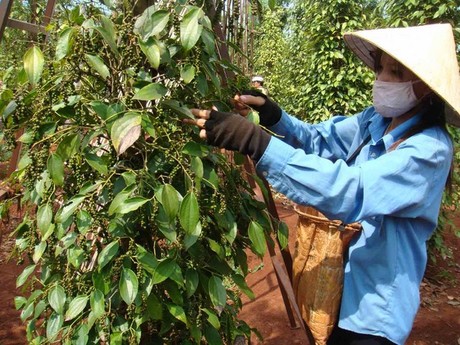 Giá tiêu hôm nay 3/10: Tăng nhẹ phiên cuối tuần