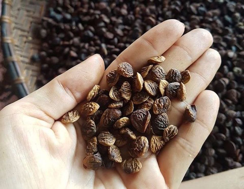 Hạt dổi rừng 3 triệu đồng/kg được người Sài Gòn lùng mua