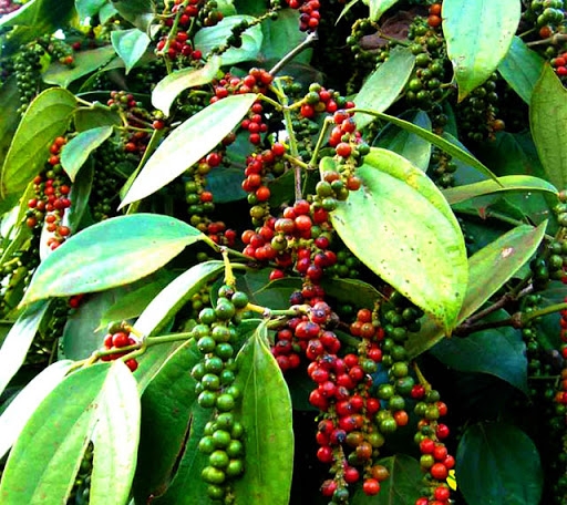 Giá tiêu hôm nay 10/10: Cao nhất đạt 51.000 đồng/kg