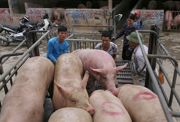 Giá heo hơi hôm nay 17/10: Có nơi tăng 1.000 - 2.000 đồng/kg