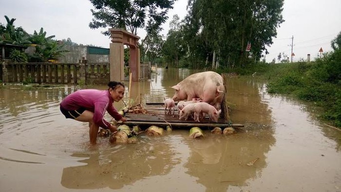 Giá heo hơi hôm nay 20/10: Người chăn nuôi bán heo chạy lũ?