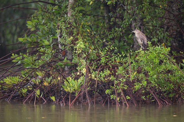 Ngân hàng HSBC chung tay cùng WWF-Việt Nam tái sinh 150 hecta rừng ngập mặn tại Vườn Quốc gia Mũi Cà Mau 