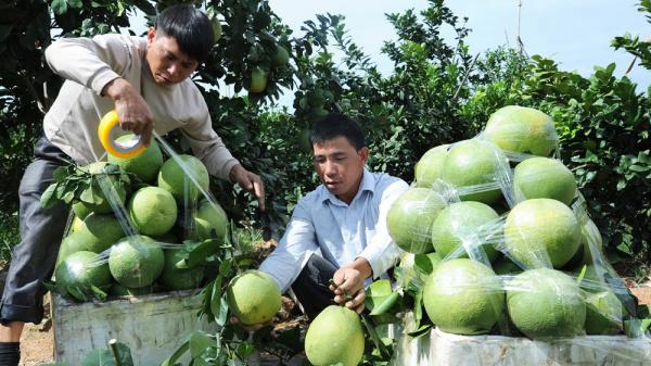 Tiêu dùng trong tuần: Giá vàng, trái cây và rau xanh đồng loạt tăng mạnh