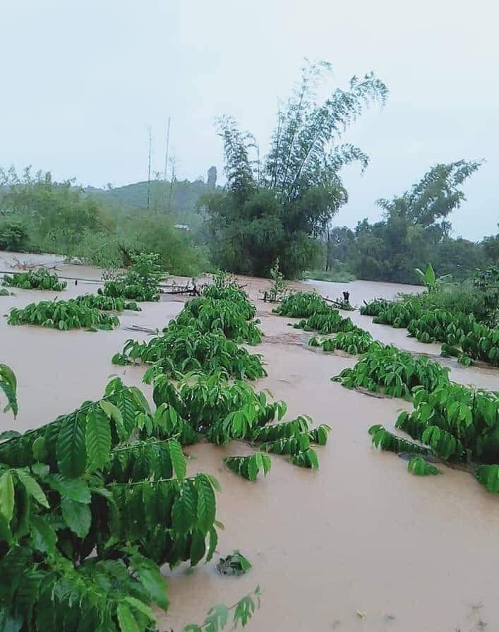 Giá cà phê hôm nay 29/10: Dự báo giá cà phê sẽ tăng do mưa lũ tại miền Trung?