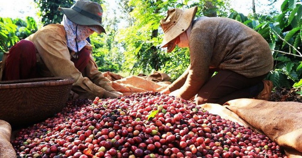 Giá cà phê hôm nay 14/11: Quay đầu giảm nhẹ, cao nhất 34.100 đồng/kg