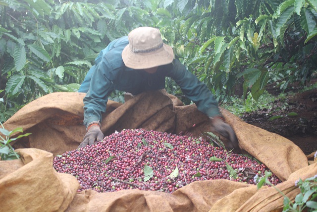 Giá cà phê hôm nay 17/11: Tăng mạnh, cao nhất 34.600 đồng/kg