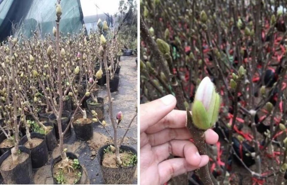 ''Hoa mộc lan'' đẹp và mới lạ, chị em chi tiền triệu đặt mua