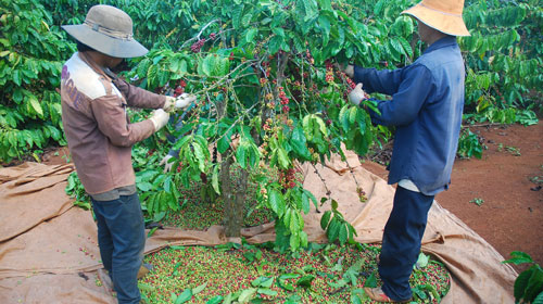 Giá cà phê hôm nay 7/12: Cao nhất đạt 32.100 đồng/kg