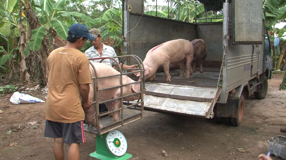 Giá heo hơi hôm nay 26/12: Tăng mạnh 5.000 đồng/kg