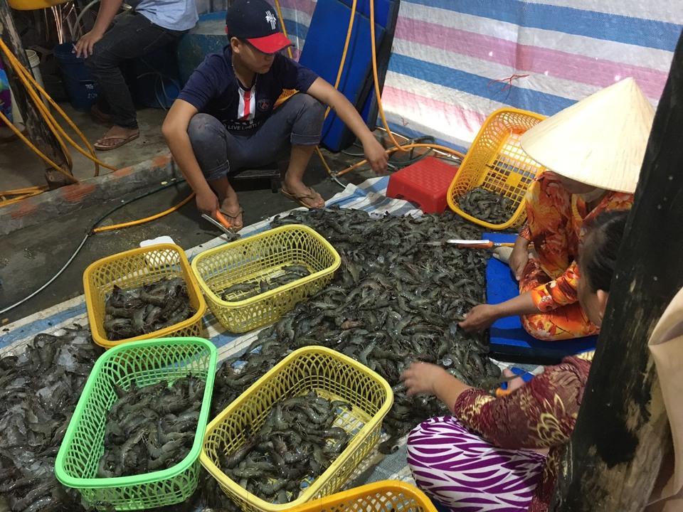 Kiên Giang: Bắt quả tang gần 80kg tôm tươi đang được bơm tạp chất