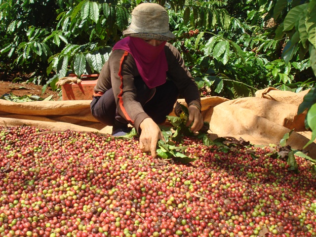 Giá nông sản hôm nay 16/1: Cà phê tăng trở lại, hồ tiêu giảm nhẹ 500 đồng/kg