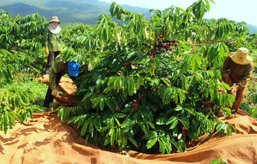 Giá nông sản hôm nay 20/1: Cà phê tăng trở lại, hồ tiêu cao nhất đạt 53.000 đồng/kg