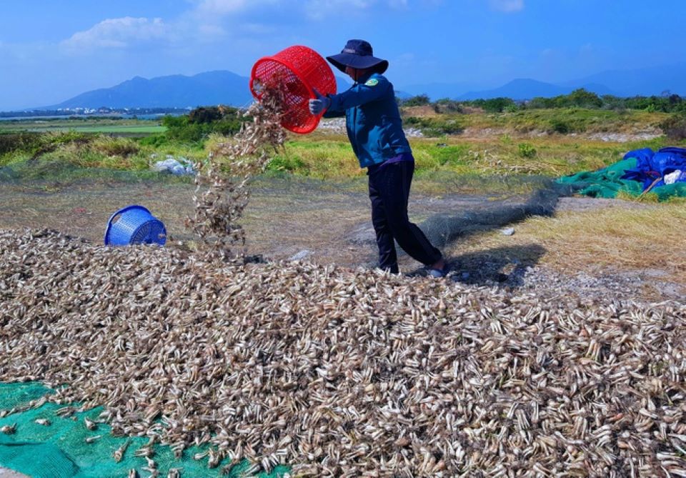 Củ kiệu gần Tết giảm một nửa giá so với mọi năm