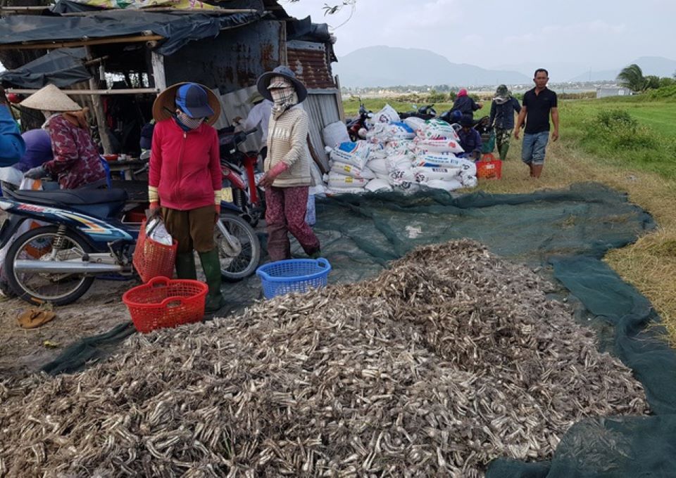 Củ kiệu gần Tết giảm một nửa giá so với mọi năm
