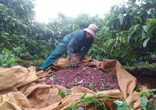 giá nông sản, giá cà phê, giá cà phê hôm nay 23/1