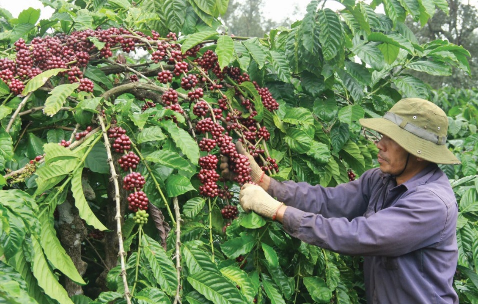 Giá nông sản hôm nay 27/1: Cà phê tăng trở lại, hồ tiêu đi ngang