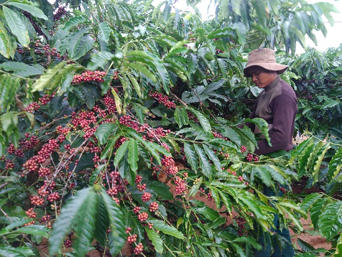 Giá nông sản hôm nay 29/1: Cà phê đồng loạt giảm 200 đồng/kg, tiêu đi ngang