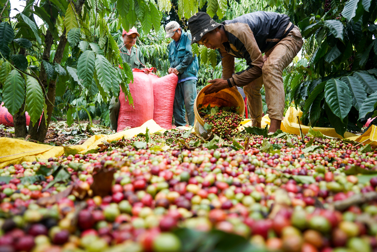 Giá nông sản hôm nay 8/2: Cà phê tiếp tục đi ngang, tiêu cao nhất đạt 53.000 đồng/kg