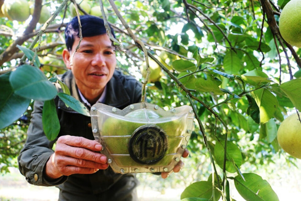 Dừa, bưởi Tài Lộc tiền triệu "hút khách" dịp Tết