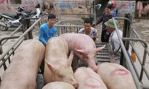 Giá heo hơi hôm nay 17/2/2021: Cả 3 miền đồng loạt tăng