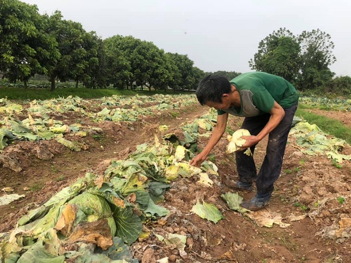 Rau xanh rẻ như cho, nông dân Hoài Đức ngậm ngùi chặt bỏ làm phân