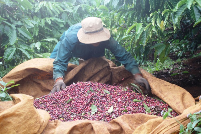 Giá nông sản hôm nay 16/3/2021: Cà phê giảm nhẹ, tiêu tiếp tục tăng 1.000 đồng/kg