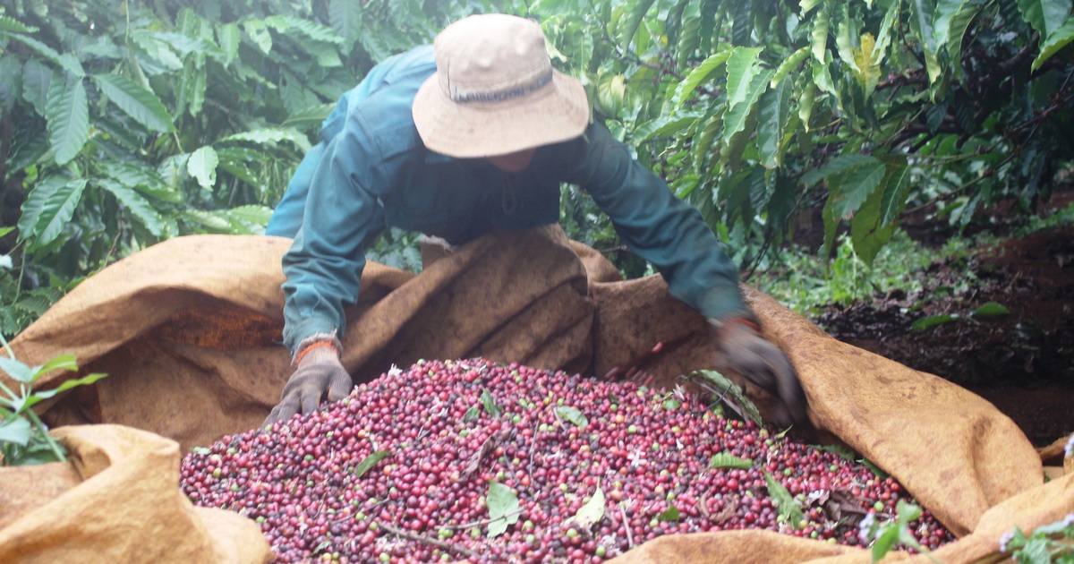 Giá nông sản hôm nay 26/3/2021: Cà phê đạt 32.400 đồng/kg, tiêu không ngừng tăng cao