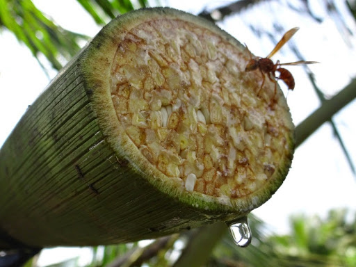 Chất làm ngọt tự nhiên thay thế đường tinh luyện