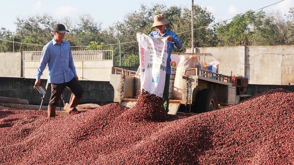 Giá nông sản hôm nay 8/4/2021: Cà phê cao nhất 32.400 đồng/kg, tiêu giảm mạnh