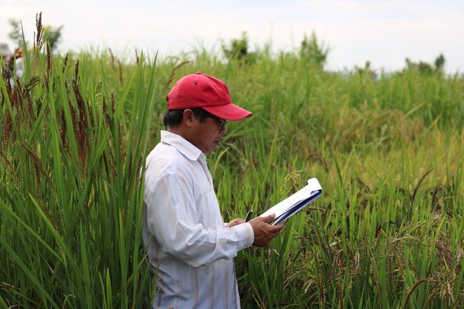 Lai tạo thành công sản phẩm gạo Mắt Rồng từ lúa màu cổ truyền